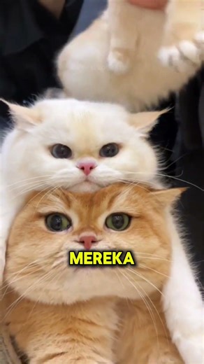 KUCING PUNYA “ANTENA SUPER” DI WAJAHNYA?! 🐱📡 #faktaunik #faktadunia #fakta #viral #faktamenarik