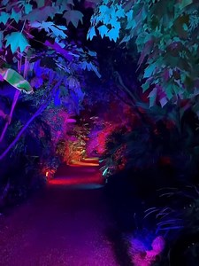 Illuminate at Abbotsbury Subtropical Gardens opens this Friday! We took this short video when we visited last year. This year there’s a new route through the Gardens with new installations and we can’t wait to go back and be amazed again! Car parking is free onsite. Cafe, Plant Centre and Gift Shop will be open and dogs are welcome on short non-extendable leads. 🎟️ For tickets please book in advance online at:- www.abbotsburytickets.co.uk/events Illuminate Winter Lights Trail is presented by O 