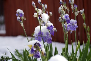 Colorado blasted with late-spring snowfall