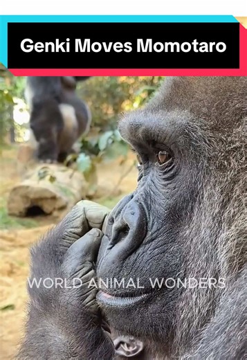 Genki Moves Momotaro: Heartwarming Gorilla Moments
