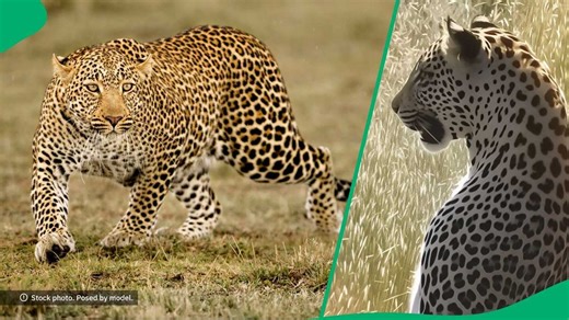 Leopard's posture on 2 legs in video mortifies viewers