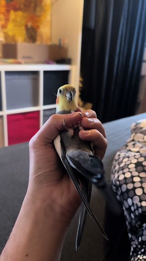 Cockatiel Sounds & Parrot Chirps
