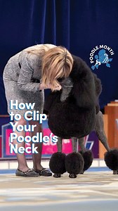 108K views · 769 reactions | Clipping your Poodle’s neck correctly...
