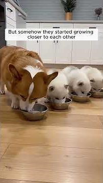 Three tiny White Wolf cubs broke into my house