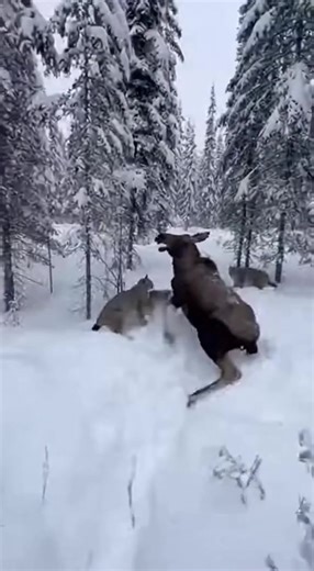 Found this moose trapped with a snare around its neck, and wild lynx were watching nearby! 😳 Super intense rescue to cut it off. So glad it's free now, and they all ran off safely! #MooseRescue #WildlifeRescue #AnimalRescue #WildAnimals #Lynx #SnareRemoval #Nature #Conservation #Alaska | Chains to Chances