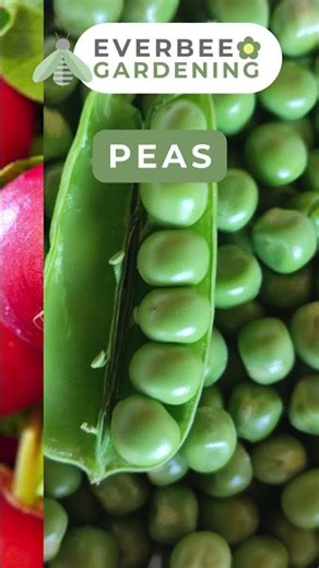 5 Companion Plants for PARSNIPS | EVERBEE GARDENING