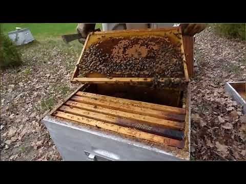 Division d'une ruche d'abeille: explication avec travail de terrain