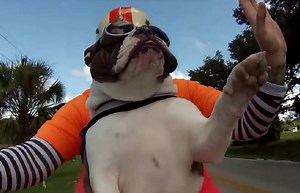WHAAT? English Bulldog Waves To People While Riding On A Motorcycle!