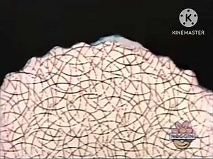 Sesame Street - Rubber Stamps: 10 (with sound effects)