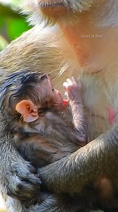 9.6K views · 932 reactions | Newborn baby looks as just born! so cutie adorable baby! | Good Or Bad | Facebook
