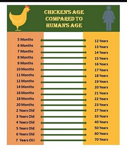 19K views · 122 reactions | Chicken vs human | Farming Tech& Business | Facebook