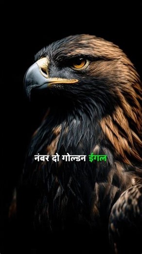 Top 3 Fastest Birds On Earth! 🦅