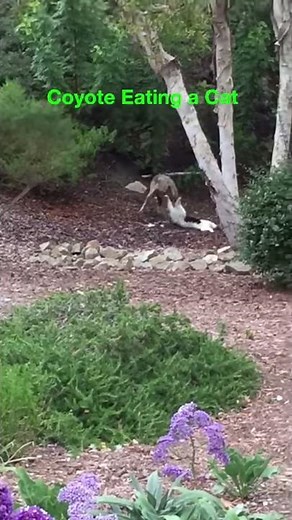 Coyote Eating a Cat