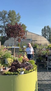 Hardy perennials that are perfect for those hot, dry spots in your garden. These plants are not only resilient but also bring beauty and interest to your landscape. Sedums: Sedums are fantastic for dry areas due to their water-storing leaves. Here are a few standout varieties: Sedum ‘Boogie Woogie’ Sedum ‘Plum Dazzler’ Sedum ‘Lime Zinger’ Eryngium alpinum ‘Blue Star’ (Sea Holly): This perennial is a favorite among bees. Its waxy leaves help retain moisture, making it a robust addition to your ga