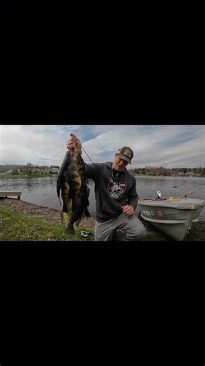 Epic Perch & Crappie Cookout! #fishing #shorts