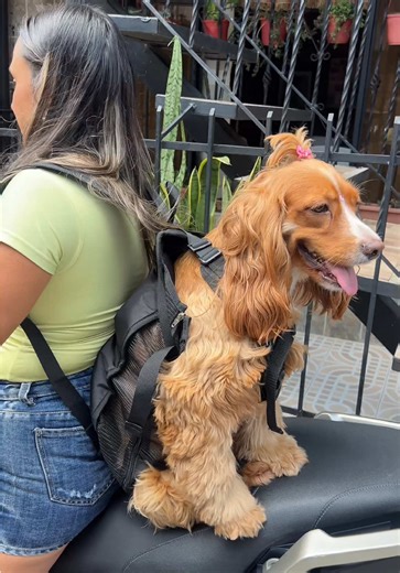 Gafas y Cargadores para Perros: Parte 2