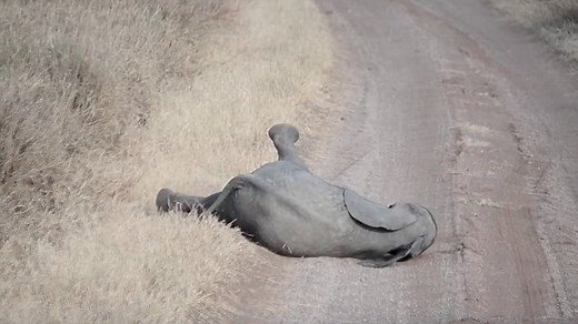 Adorable moment little baby elephant throws a temper tantrum