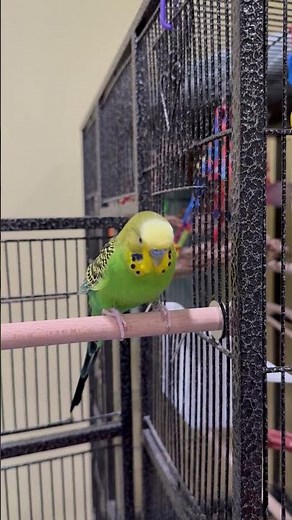 Fluffy Parakeet! - Boba the Budgie - Talking Parakeet