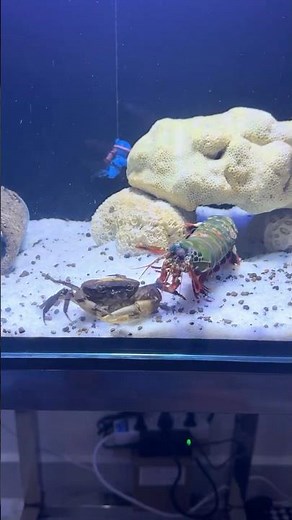 The Real Sea Fighter | Mantis Shrimp vs Crab 🔥