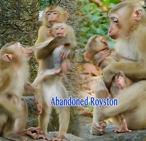 OMG Jordan Hard Drag Abandoned Baby Royston From Sheba So Jealous | Monkey Daily TV