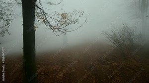 The sound of crunching leaves and snapping twigs serve as the only guide as the fog obscures all visual cues.