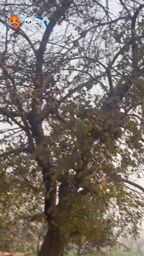 BAOW JNI..😁@Haseeb Yousafzai🖤 #تاجیک_هزاره_ازبک_پشتون_ترکمن🇦🇫 #fyppppppppppppppppppppppp #foryoupage❤️❤️ #foryoupageofficiall #unfreezemyaccount @𝘈𝘠𝘈𝘚𝘏 𝘋𝘐𝘓𝘉𝘌𝘙🚬🪦 @𝙃𝘼〽️𝙕𝘼 @Mian Raza Shah @💸Aizi-46🏴 @Sameer Khan ☠️ @DURRANI🚩 @H𝚊𝐟ҽě𝐳 _ 590 @MMK👑 @𝑀𝐾𝐾♛_*901*🏴󠁧󠁢󠁳󠁣󠁴󠁿 @Yaس @ARMOURAIN☻ @Asad armourian