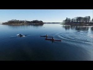 Wale vor unserer Küste