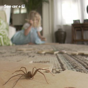 4.2M views · 6.4K reactions | Are you a spider killer? They can actually protect you from more threatening pests. | Seeker by The Verge | Facebook