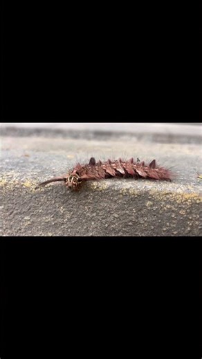 Lymantria dispar Linnaeus (Blanket Worm)🐛 #iphoneography #wormszone #livevideo #nature