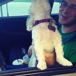 7.8K views · 138 reactions | Meet one of our friends who really knows how to show her love for Golden Chick. | Golden Chick | Facebook