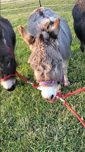 Donkey Training Walk Two Donkeys One Lead Line