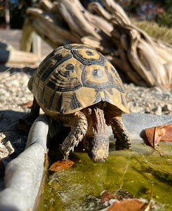 116K views · 6.5K reactions | What happened to this tortoise?! #tortoise #animalfacts #gardenstatetortoise #otistheturtle #wildlifeplanet #wildlifeonearth #turtle | Garden State Tortoise | Facebook