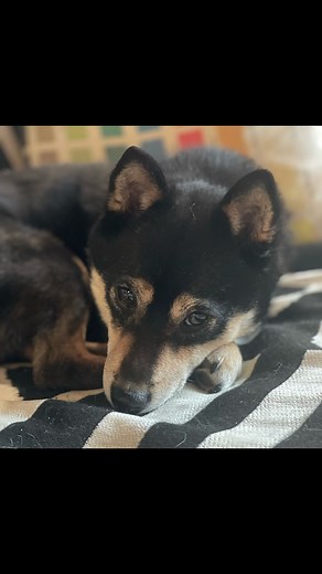 2.3K views · 66 reactions | Adopt Darcy (Chicago, IL) - www.savingshibas.com/adopt | Shiba Inu Rescue Association (SIRA) | Facebook