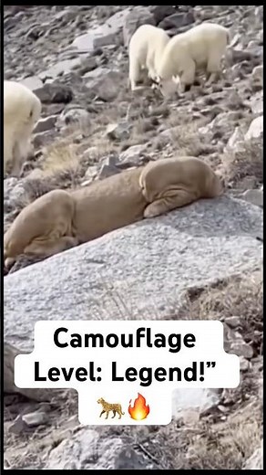 Mountain Lion Camouflages as a Rock and Ambushes the Goat! 🐐🪨😱