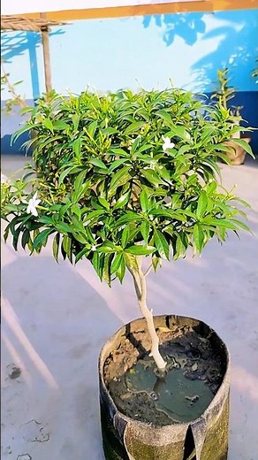 How to grow crape jasmine plant from cuttings | how to propagate pinwheel flower plant/#reels