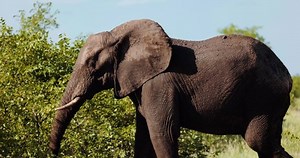 Aggressive Angry Posturing Defensive Elephant Shaking Stock Footage Video (100% Royalty-free) 1093471601 | Shutterstock