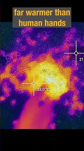 Thermographic View of Japanese Honeybees' Defensive Heat Ball Against Giant Hornets