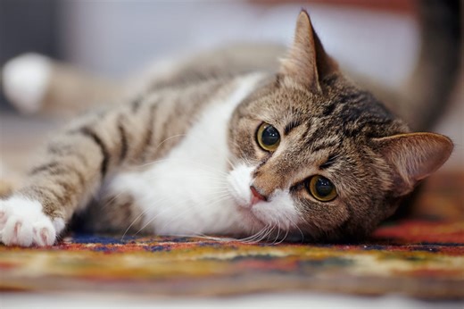Ataxie bei Katzen: Wie wirkt sich die Störung auf ihr Leben aus?