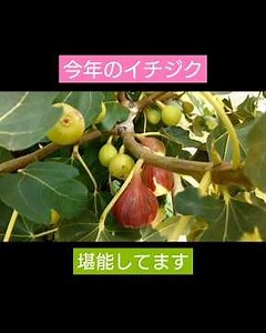 今年のイチジク。冬の剪定から夏の収穫までの様子。イチジクレシピも紹介します。