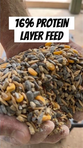 Homemade Chicken Feed #homestead #chicken #eggs #thechickentender #feed