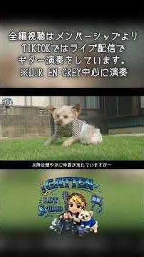 ヨークシャテリアは認知症になりやすい？