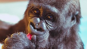 2.6K reactions · 401 shares | It's Koko's birthday; let's celebrate her legacy and reconnect with her briefly through this video ... | Koko & The Gorilla Foundation | Facebook