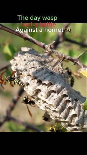 German Guerra on TikTok
