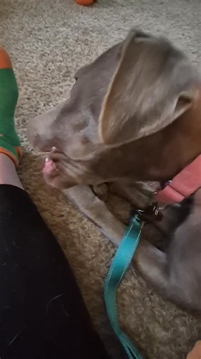 ***Stella Update!*** Our little solve nub-tailed beauty is recovering well from her tail amputation There’s still time to help with the medical expense - thank you to all who have donated so far! https://www.facebook.com/donate/856126544067615/?fundraiser_source=external_url You can also donate in the following ways - links to Pledgeling, PayPal, credit card, or GiveButter can be found here on our website: https://www.lelrr.org/donate.html Checks can be made out to LELRR, Inc. and sent to PO Box