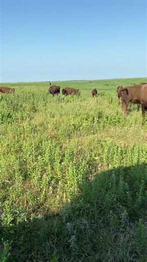 The Konza Prairie is a tallgrass prairie, a North American ecosystem historically controlled by wildfire and bison grazers. During the western expansion of the United States, the vast majority of tallgrass prairies were converted to agriculture or naturally converted to forested areas by the elimination of fire and grazing. Now,