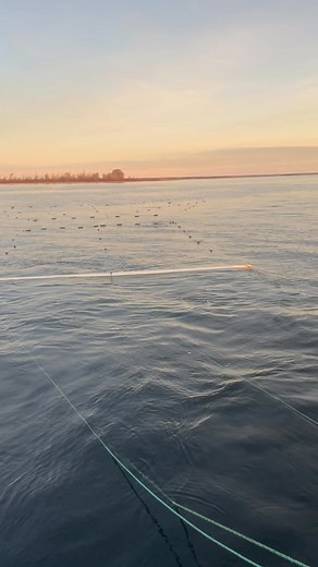 Sault tribe fishermen doing our part to try and figure out why the whitefish population is down…here’s a video of us lifting the net to get fish to be tagged and monitored…all fish were released back into the water to spawn | Larry Barbeau