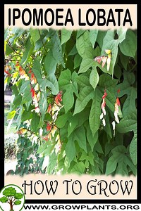 Ipomoea lobata - How to grow & care