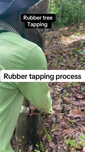 Rubber tree tapping process #rubbertree #rubberfarming #rubbertapping #creatorsearchinsight #viralvideo