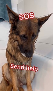 1.2M views · 32K reactions | German Shepherd hates bath time | Strider The German Shepherd | Facebook