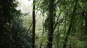 12K views · 272 reactions | : The much-loved ash (Fraxinus excelsior) is one of Britain’s 32 native species of trees. But it's threatened by the ash dieback fungus, a highly infectious, devastating disease. Discover how Kew is tackling the deadly fungus  | Kew Gardens | Facebook